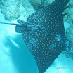  Snorkel Buck Island Reef 