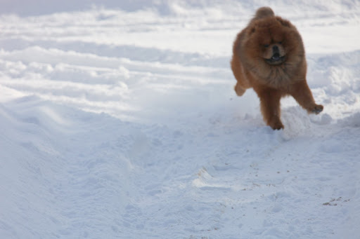 I could run for hours!  Catch me if you can!  No one has yet!