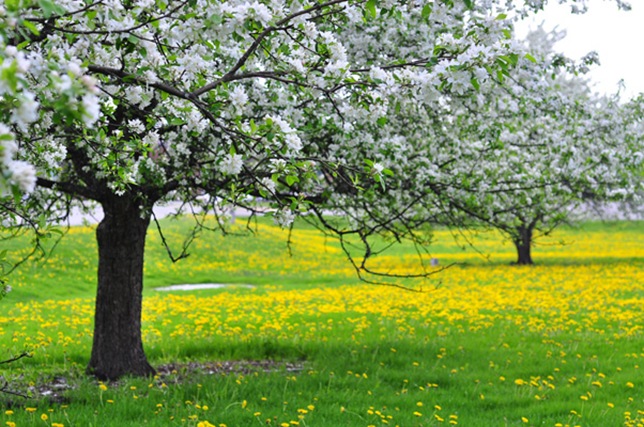 spring_dandelion