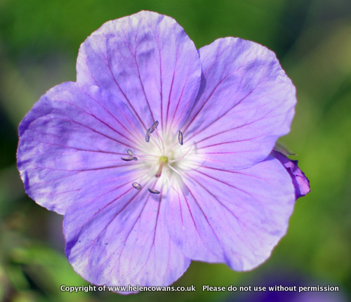 Geranium