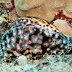 Hawaiian Tiger Cowry - Photo (c) DavidR.808, some rights reserved (CC BY-NC-SA)