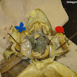 dissect23.jpg