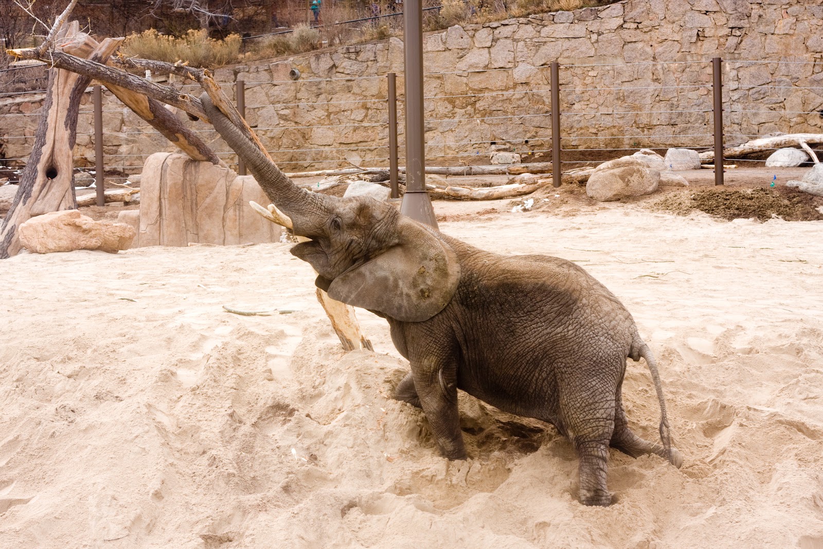[03%252028%252013_elephant%255B4%255D.jpg]