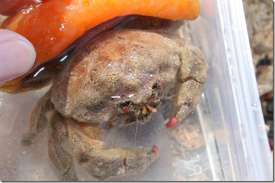 Wollkrabbe mit Seescheide Wollkrabbe mit Seescheide