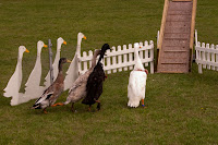 Kineton Quackers Kineton Quackers