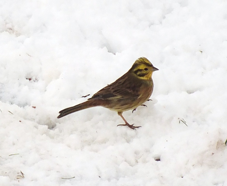 [yellowhammer%255B4%255D.jpg]