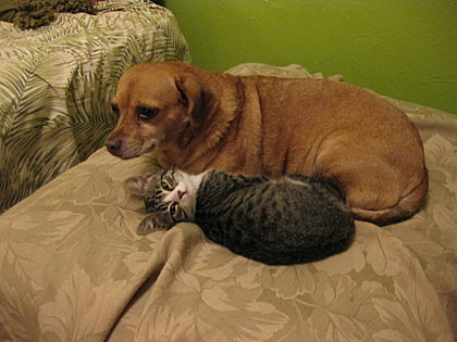 Judy and the Rain Cat, Tallahassee, Florida. Judy and the Rain Cat, Tallahassee, Florida.