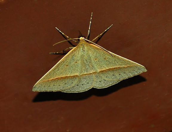 Geometridae : Oenochrominae : Epidesmia tryxaria GUÉNÉE, 1857. Umina Beach (New South Wales, Australie), 21 mars 2011. Photo : Barbara Kedzierski