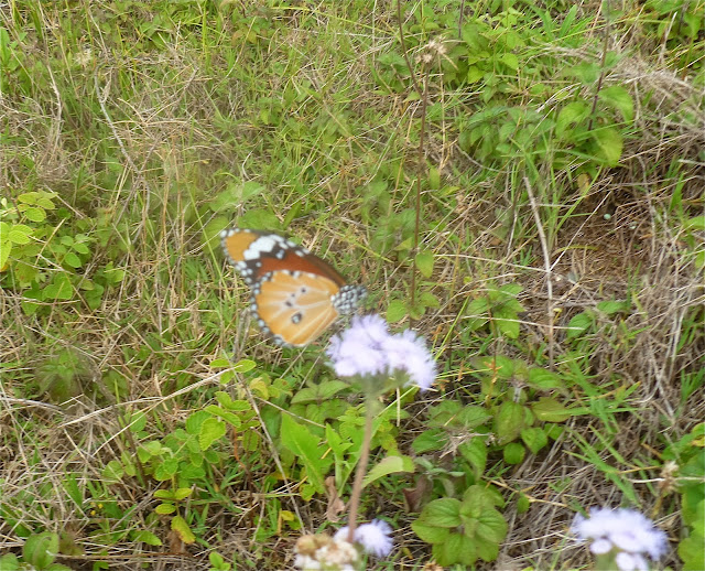 Danaus chrysippus (LINNAEUS, 1758). Mananara Lodge, Anjozorobe (Madagascar), 6 janvier 2014. Photo : J. Marquet