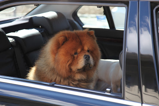 Sharkey!  If you're driving, then I'm outta here!  I really can't take risks now that I have Westminster creds!