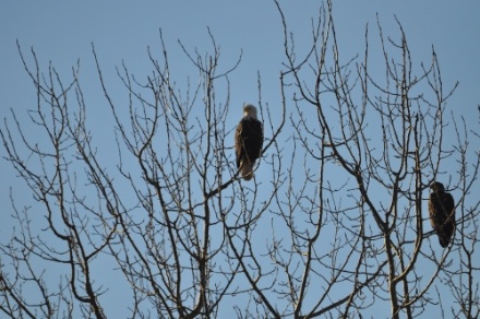 Eagles.jpg Eagles