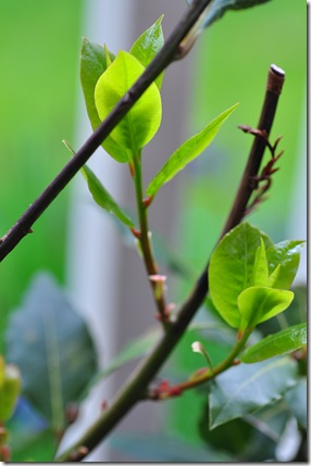 new bay leaves new bay leaves