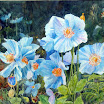 Blue Poppies