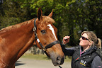 Laura Collett's Noble Bestman
