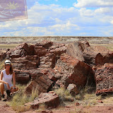 "Pequenos troncos" da àrvore petrificada na Rainbow Forest -Petrified Forest National Park - Flagstaff, AZ