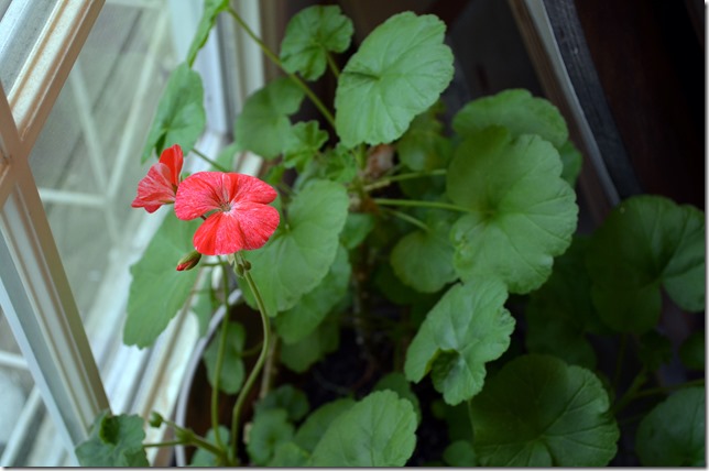 pelargonium