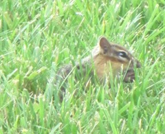 chipmunk1