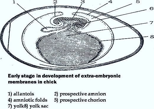 CHICK-FOETAL-EMBRYONIC-MEMBRANES CHICK-FOETAL-EMBRYONIC-MEMBRANES