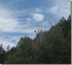 eagle