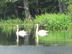 swans2