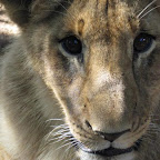 lion19.jpg