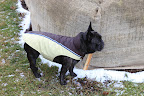 In winter, it's all about covering up and being protected from the elements.  Now, where does one find a squirrel to chase when it's cold and nasty?