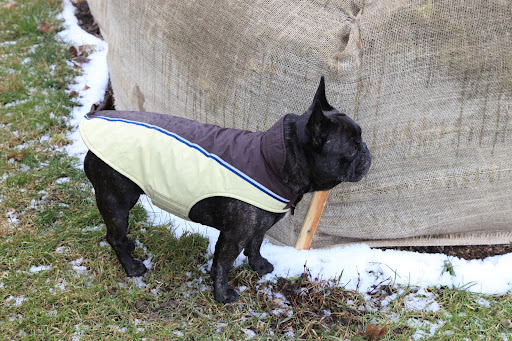 In winter, it's all about covering up and being protected from the elements.  Now, where does one find a squirrel to chase when it's cold and nasty?