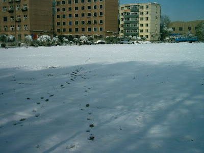 Walking through the snow to my apartment block in the background.