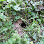 Chipmunk Burrow Entrance