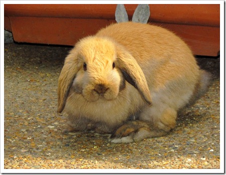 bun1_edited bun1_edited