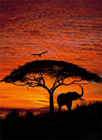 [african-sunset-wall-mural%255B6%255D.jpg]