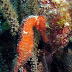 Seahorse @ Wannadive Belnem