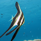 Longfin batfish (Blue Lagoon, Padangbai, Bali)