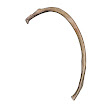 rib_6th_left.jpg