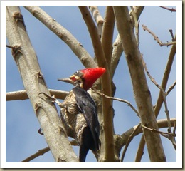 Eu sou um pica-pau-de-banda-branca, veja os meus dois dedos virados para frente e minhas grandes garras curvas e afiadas. Foto:M.Eiterer.