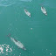 Fast Approaching Hector Dolphins - Akaroa, New Zealand