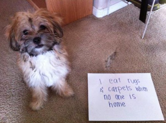 [dog-shaming-bad-29%255B2%255D.jpg]