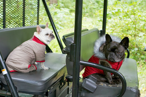 A horse has four big heavy feet, so I think it's best that we sit in the Kawasaki while Betsy passes by. A horse has four big heavy feet, so I think it's best that we sit in the Kawasaki while Betsy passes by.