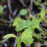 My Cilantro Plants