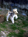 Busca Novia Fox Terrier Pelo De Alambre