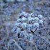 DSC00796.JPG