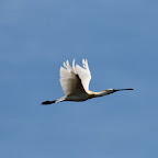 IMG_0867.JPG
