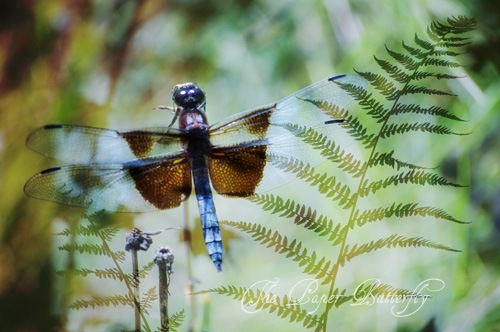 [DRAGONFLY%2520FERN%252057%2520WM%255B3%255D.jpg]
