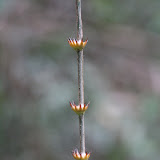 One has to be careful of these while hiking.  Some locals make bat traps out of these things!