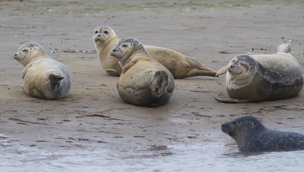 [12_02_04_sandwich_commonseal066%255B4%255D.jpg]