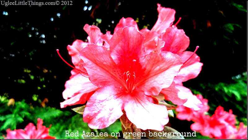 Red Azalea on green background