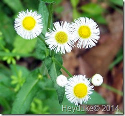 Daisy Fleabane