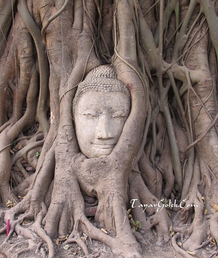 Buddha Head in the Tree Root Ayutthaya