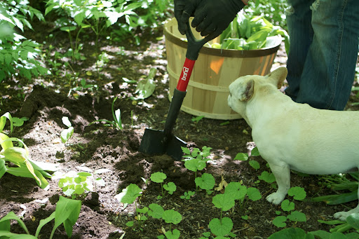 Hi there, Ryan! Why are you deep in the woods planting? What is it that you have in the bushel basket? Hi there, Ryan! Why are you deep in the woods planting? What is it that you have in the bushel basket?
