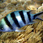 Striped Fish - Oak Beach, Australia